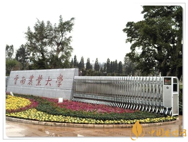 煙草專業大學排名，煙草專業就業前景好