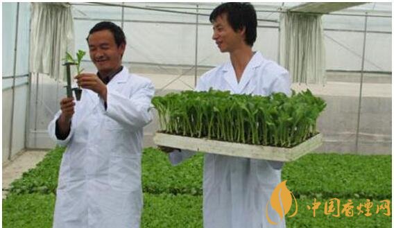 煙草專業大學排名，煙草專業就業前景好