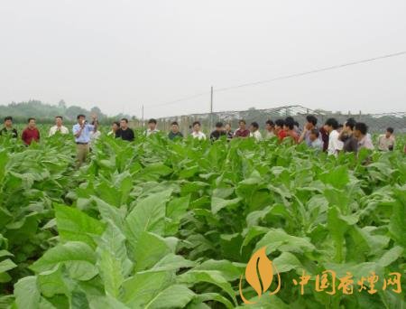 如何做好煙葉綠色防控 要從這四點開始做起!