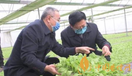 四川涼山10余項煙草科技成果將進入田間試驗示范!