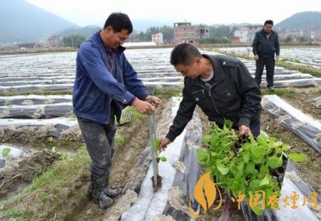 云南已經(jīng)開始2020年煙草育苗工作 提高種煙效益!