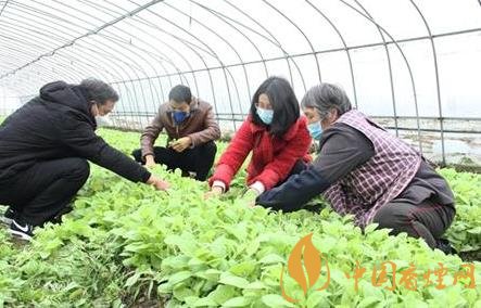 四川宜賓496萬畝烤煙移栽拉開序幕 穩定優質煙區產能!